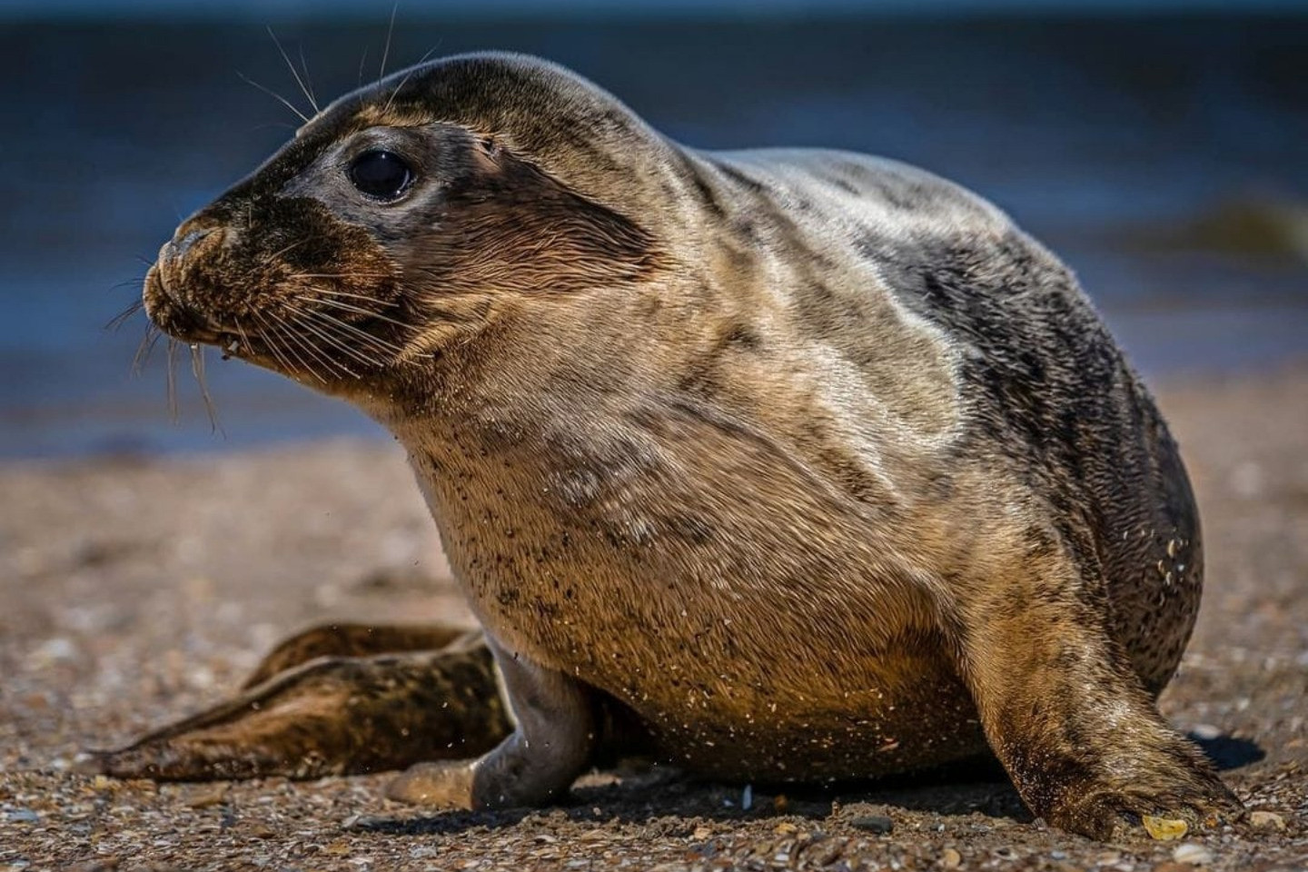 Voorbeeld afbeelding van Bezoekerscentrum A Seal Zeehondenopvang in Stellendam 