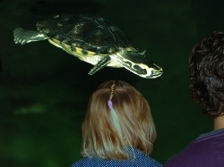 Voorbeeld afbeelding van Dierentuin Schildpadden Centrum in Alphen aan den Rijn