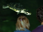 Voorbeeld afbeelding van Dierentuin Schildpadden Centrum in Alphen aan den Rijn