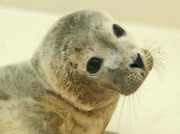 Voorbeeld afbeelding van Dierentuin A Seal Zeehondenopvang in Stellendam 
